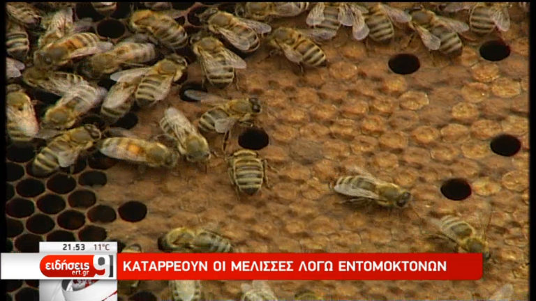 Σοβαρός κίνδυνος για τις μέλισσες τα εντομοκτόνα (video)
