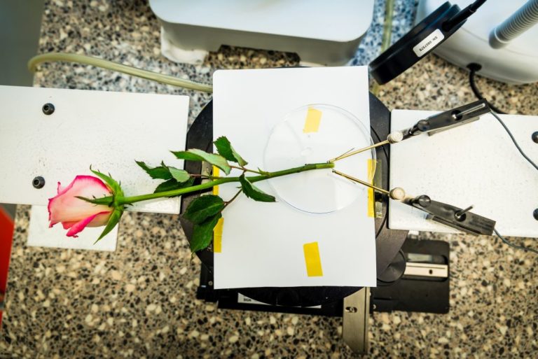 Ένα ηλεκτρονικό τριαντάφυλλο μπορεί να μας δώσει ρεύμα