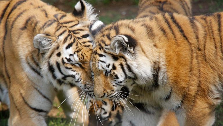 Ορφανά τιγράκια αποκτούν «μαμά» μια πλαστική κούκλα τίγρη