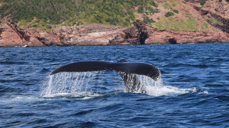 Ικαρία: Ψάχνουν την τραυματισμένη φάλαινα