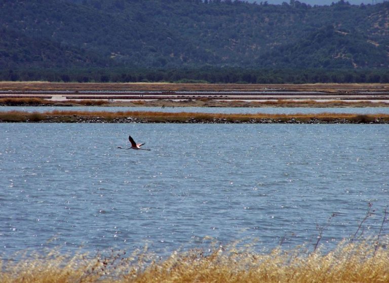 Λέσβος: Εκδήλωση της WWF για την προστασία των νησιωτικών υγροτόπων