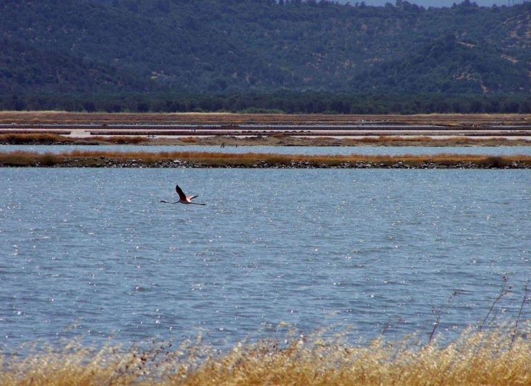 Λέσβος: Εκδήλωση της WWF για την προστασία των νησιωτικών υγροτόπων