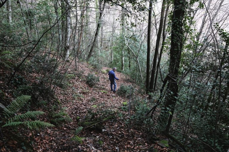 Ο Δ/ντης Δασών για την αξιοποίηση του Κοροίβου