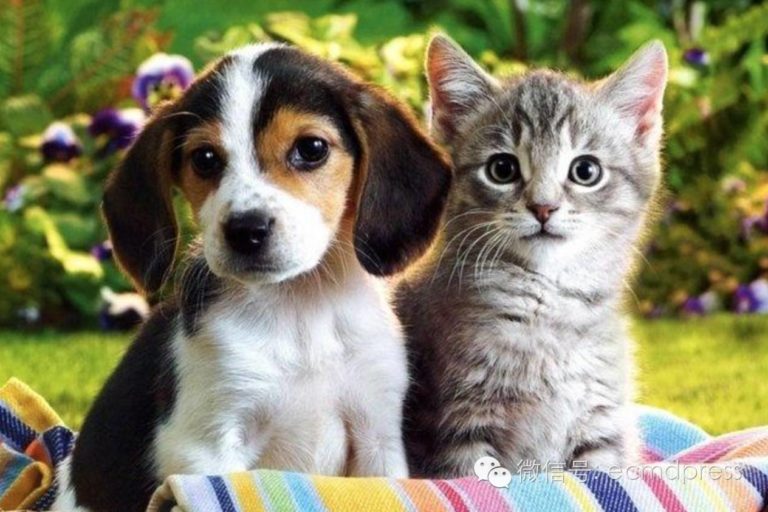 «Αδεσποτόπιτα» και «dog walk» την Κυριακή στον Βόλο