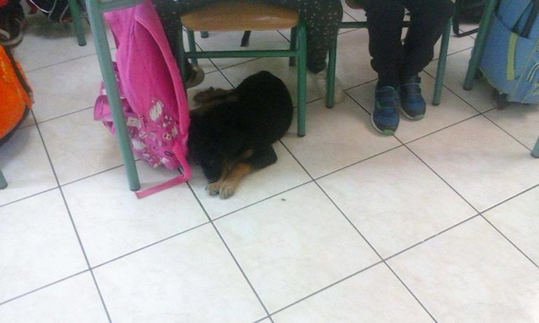 Βόλος: Καταφύγιο σε σχολείο για εγκαταλελειμμένο κουτάβι