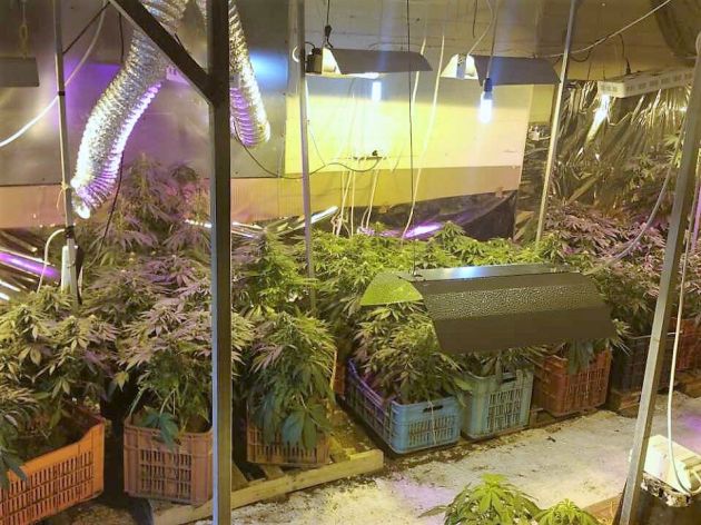 Ηράκλειο: Συνελήφθη με υδροπονική καλλιέργεια κάνναβης