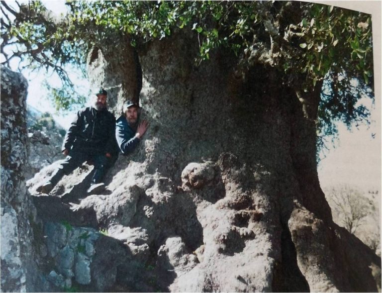 Το μεγαλύτερο πουρνάρι και το αρχαιότερο ελαιόδεντρο