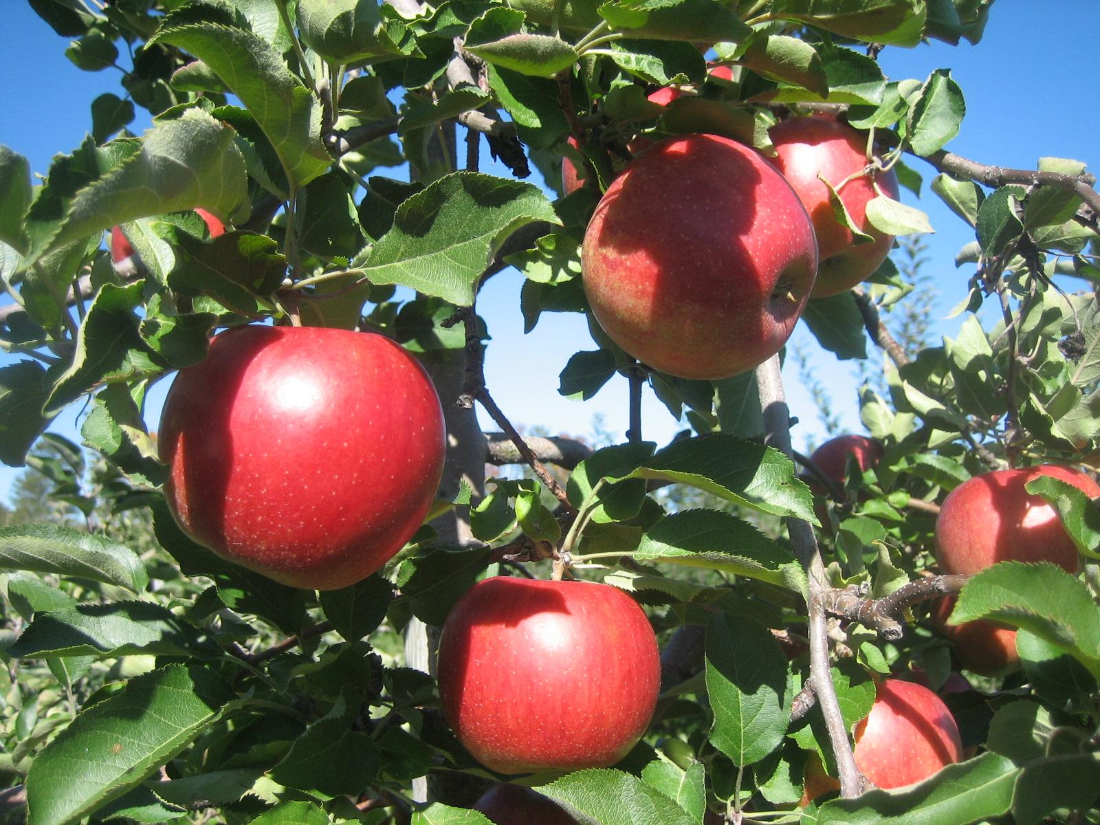 Apples (1)