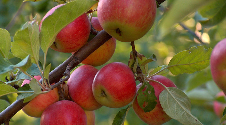 ΕΡΤ1 – Τοπικές Κουζίνες: «Mήλα Ζαγοράς»