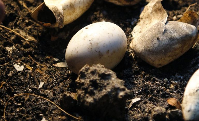 Ανακαλύφθηκαν τα αρχαιότερα αυγά κροκοδείλου