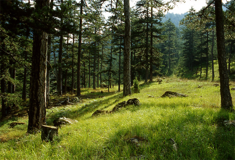 Πύργος:Συντονισμός για έργα προστασίας του δασικού πλούτου μέσω ΕΣΠΑ