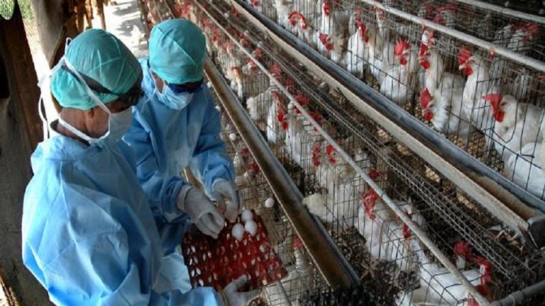 Χανιά: Οδηγίες μετά τα κρούσματα γρίπης των πτηνών