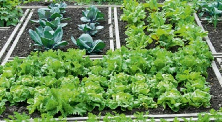 Σέρρες: Λειτουργία Δημοτικού λαχανόκηπου