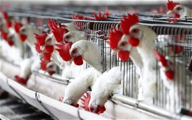 Ήπειρος: Εκτός χρηματοδοτήσεων η δημιουργία νέων πτηνοτροφικών μονάδων