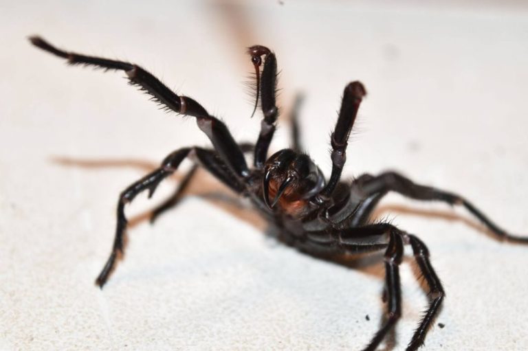 Δηλητήριο Αυστραλιανής αράχνης ελαχιστοποιεί τις επιπτώσεις του εγκεφαλικού