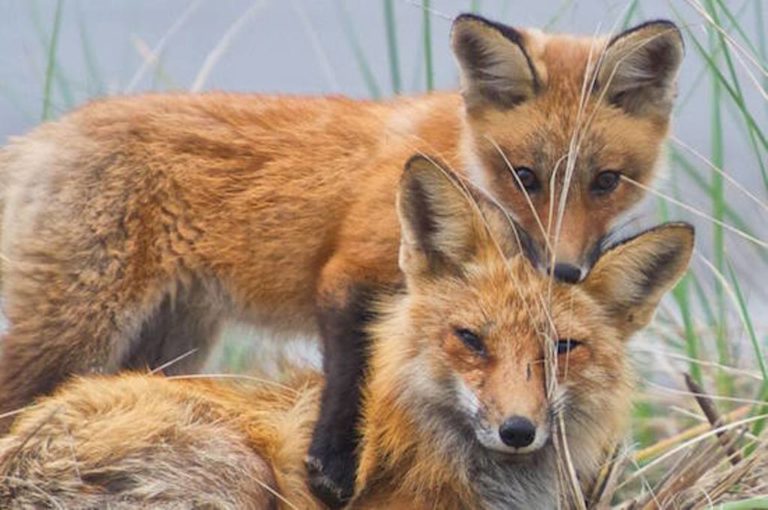 Έβρος: Ρίψη δολωμάτων κατά της λύσσας στις αλεπούδες