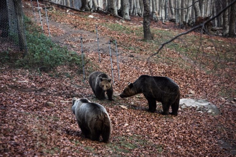 Νυμφαίο: Ξύπνησαν οι αρκούδες στο καταφύγιο του Αρκτούρου