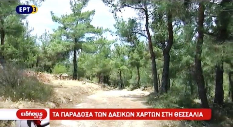 Τα παράδοξα των δασικών χαρτών στη Θεσσαλία (video)
