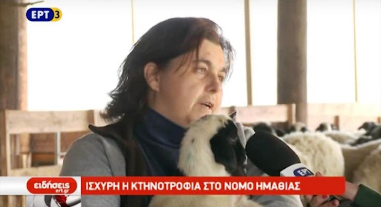 Ισχυρή η κτηνοτροφία στο νομό Ημαθίας (video)