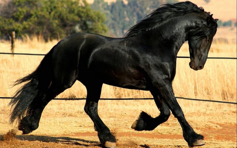 Άθληση και αναψυχή με άλογα στην Κάρλα