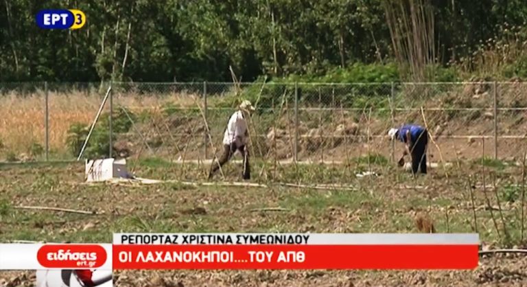 Οι λαχανόκηποι… του ΑΠΘ (video)