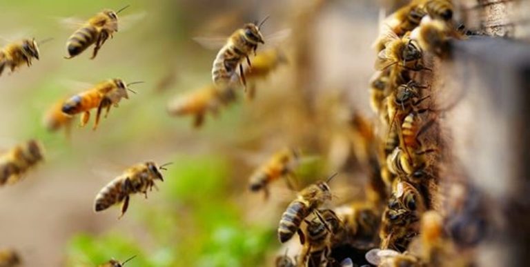 Η ΕΕ απαγόρευσε τη χρήση εντομοκτόνου που θεωρείται επιβλαβές για τις μέλισσες