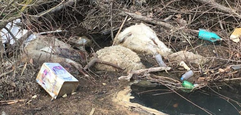 Νεκρά ζώα εντοπίστηκαν στον Ελασσονίτη ποταμό