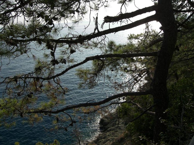 Διευκρινίσεις για τα πεύκα της Χρυσής Ακτής