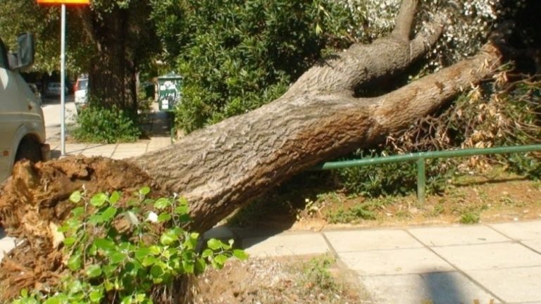 Πτώσεις δέντρων από τον ισχυρό άνεμο