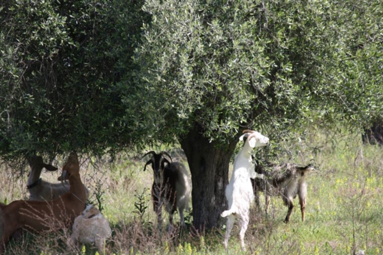 Μήνυση 254 αγροτών κατά 38 κτηνοτρόφων για ζημιές