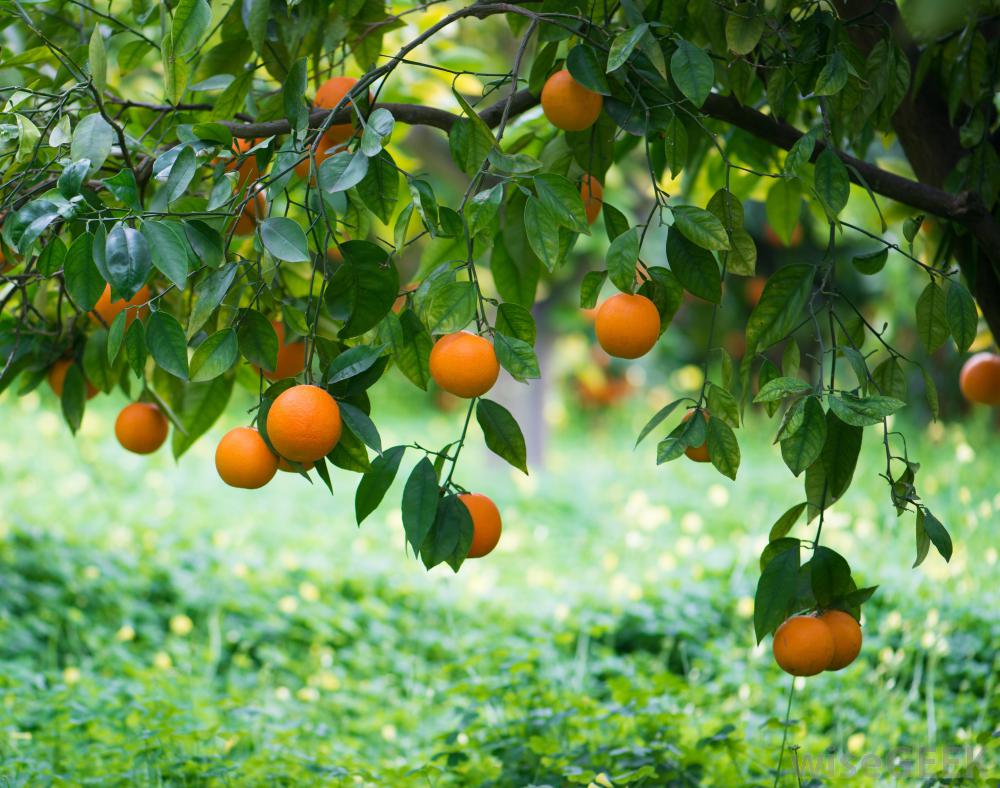 «Πορτοκάλια Λακωνίας» (1)