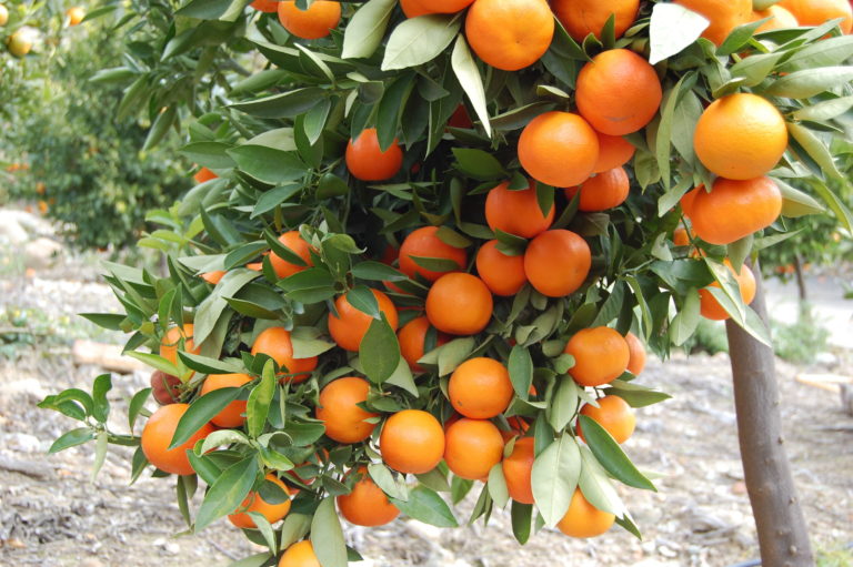 ΕΡΤ2 – Τοπικές Κουζίνες: «Πορτοκάλια Λακωνίας»