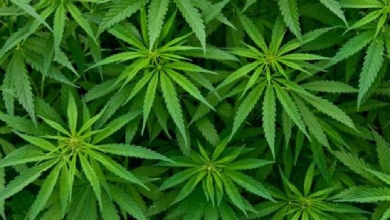 Νόμιμη η ιατρική χρήση κάνναβης στην Αργεντινή