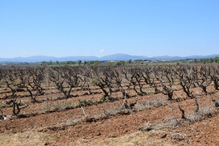 Zημιές απ’ τον πάγο στον κάμπο της Μαντινείας