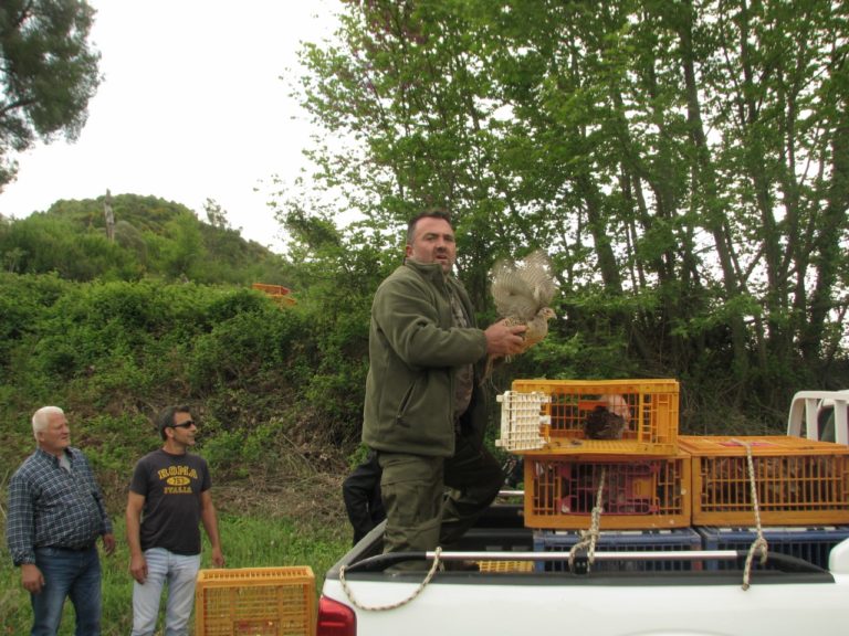 Πύργος: Απελευθέρωση φασιανών