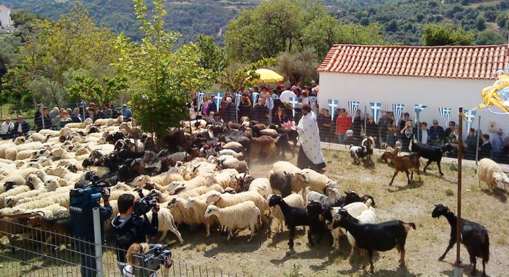 Αναβίωσε στην Ασή Γωνιά το έθιμο της ευλογίας των προβάτων