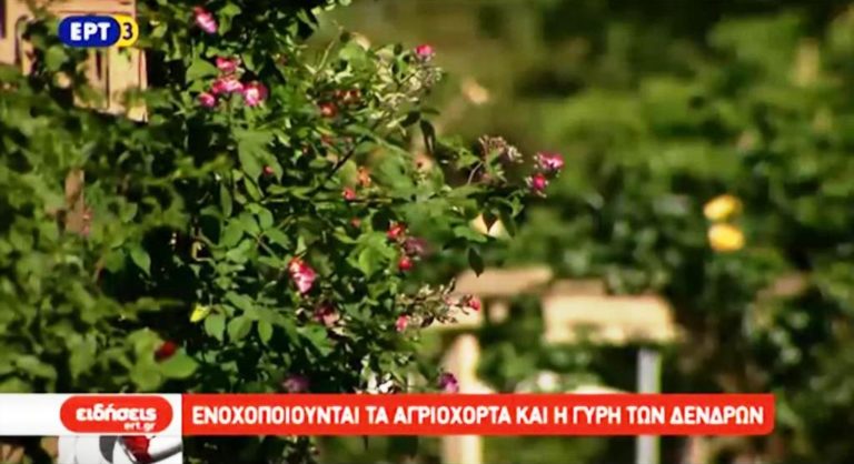 Αλλεργίες, η μάστιγα της άνοιξης (video)