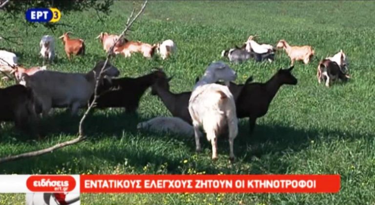Ελέγχους στα αμνοερίφια ζητούν οι κτηνοτρόφοι στη Θεσσαλία (video)