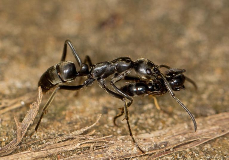 Τα μυρμήγκια μεταφέρουν τους τραυματισμένους «στρατιώτες» τους μετά τη μάχη