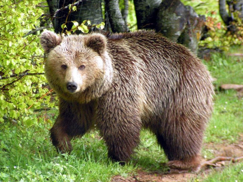 Καστοριά: Συνάντηση για την διαχείριση πληθυσμών αρκούδας