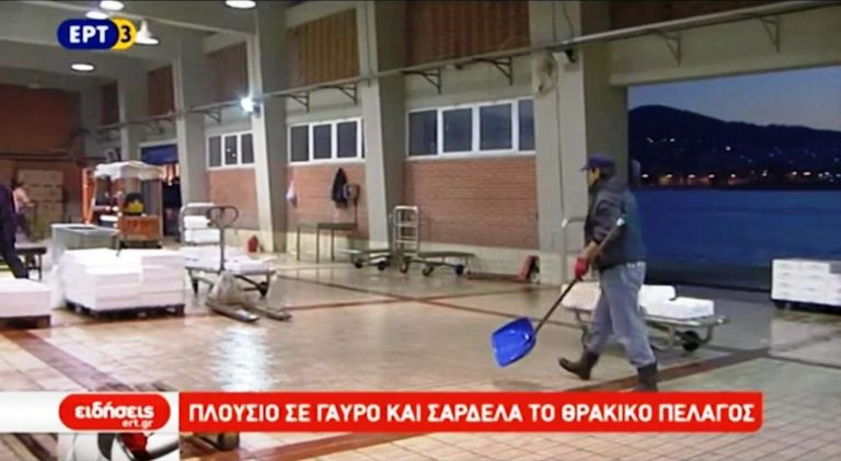 Πλούσιο σε γαύρο και σαρδέλα το Θρακικό πέλαγος (video)