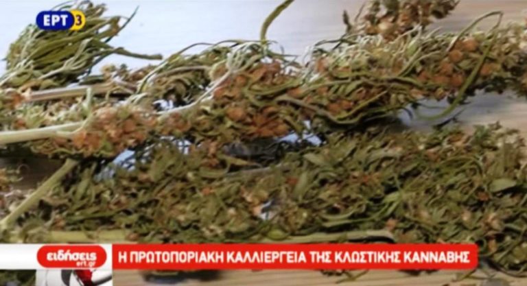 Η πρωτοποριακή καλλιέργεια της κλωστικής κάνναβης (video)