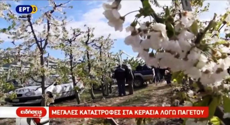 Ζημιές σε καλλιέργειες κερασιού στην Κοζάνη από τον παγετό (video)