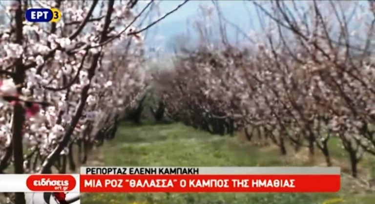 Η καλλιέργεια ροδάκινου στην Ημαθία (video)