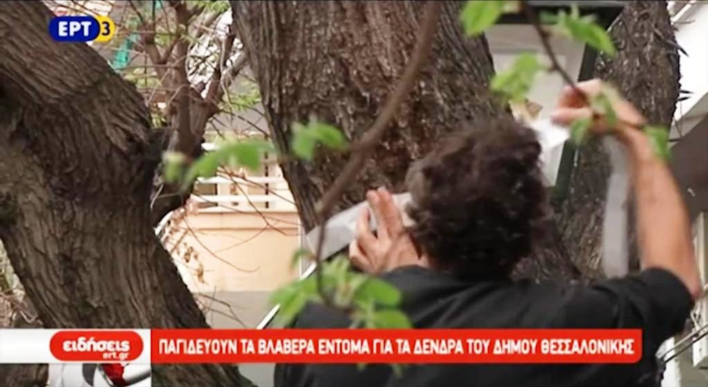 Παγιδεύουν τα βλαβερά έντομα για τα δέντρα του δήμου Θεσσαλονίκης (video)