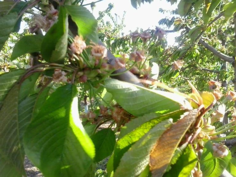Τέμπη: Νέες ζημιές στα δέντρα από τον παγετό