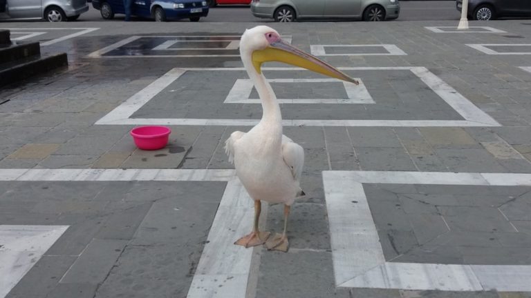 Ένας όμορφος επισκέπτης στην Ρόδο