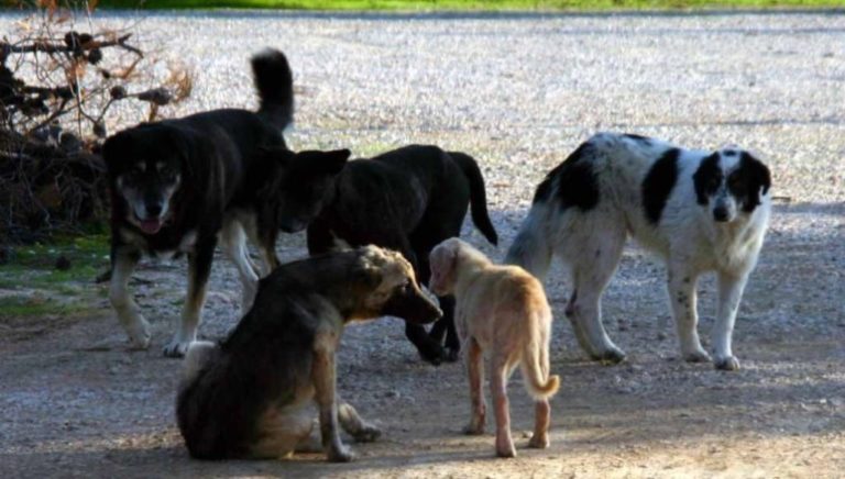 Ξάνθη: 1000 επιθέσεις αδέσποτων σκύλων