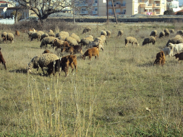 Ορεστιάδα: «Δεν ελληνοποιούμε σφάγια, σεβόμαστε τον καταναλωτή» τονίζει το Σωματείο Κρεοπωλών Έβρου