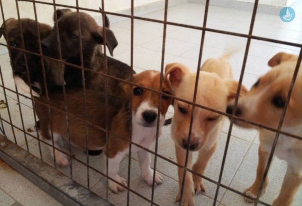 Δύο αδέσποτα σκυλιά υιοθέτησε στην Κόρινθο η Περιφέρεια Πελοποννήσου